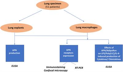 Adiponectin Inhibits the Production of TNF-α, IL-6 and Chemokines by Human Lung Macrophages